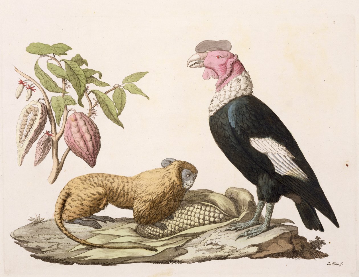 Lew małpa i kondor, pochodzący z Chile lub Ekwadoru, z „Le Costume Ancien et Moderne”, tom II, płyta 1, autorstwa Julesa Ferrario, rycina Gallo Gallina (1796-1874), wydana ok. autorstwa Baron Friedrich Alexander von Humboldt