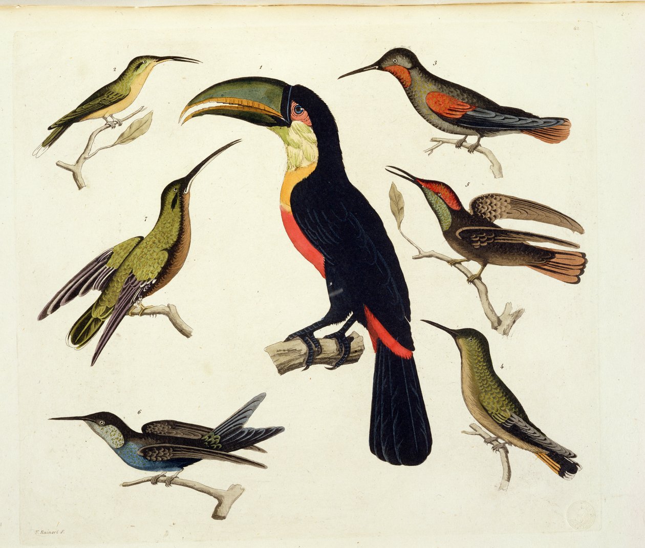 Ptaki rodzime, w tym Tukan (w środku), Amazonka, Brazylia, z „Le Costume Ancien et Moderne”, tom II, płyta 42, autorstwa Julesa Ferrario, sztych. V. Raineri, wydana ok. 1820-30 autorstwa Baron Friedrich Alexander von Humboldt