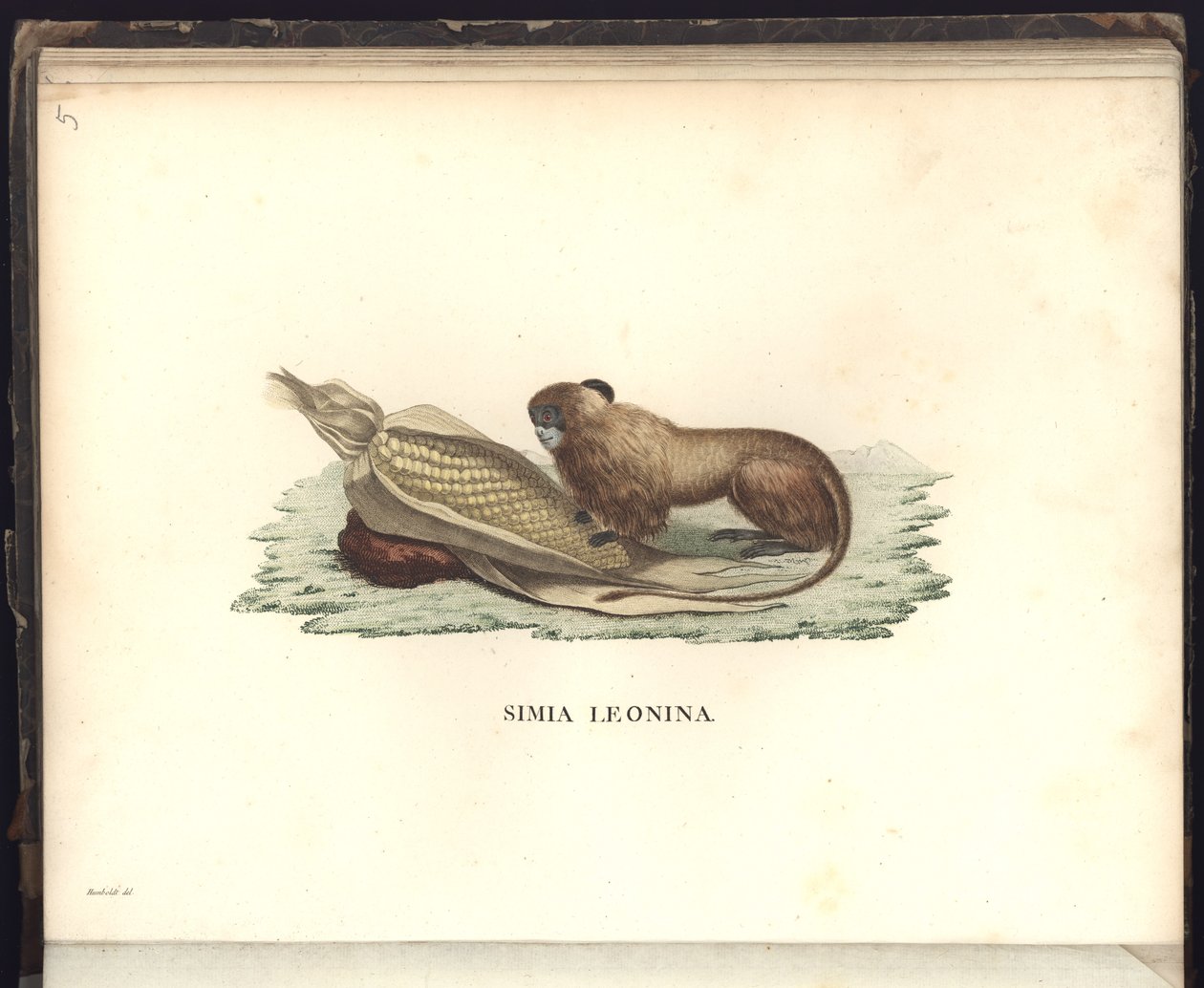 Simia Leonina, Pl.V, ilustracja z, obserwacje z zoologii i anatomii porównawczej zebrane podczas podróży do krajów tropikalnych nowego kontynentu, w latach 1799, 1800, 18 autorstwa Baron Friedrich Alexander von Humboldt