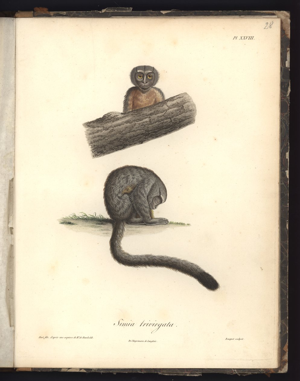 Simia trivirgata, Pl.XXVIII, stal rytowana przez Louisa Bouqueta (1765-1814) wg ryciny Nicoli Huet (1770-1827), ilustracja z 