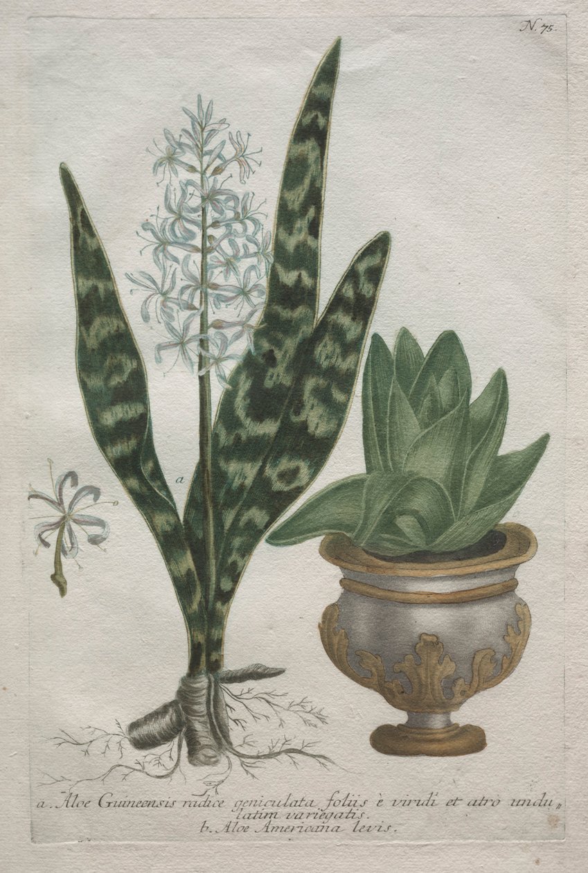 Aloes. autorstwa Bartholomaus Seutter