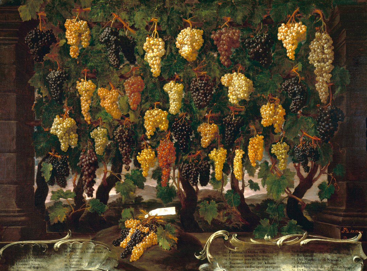 Winogrona autorstwa Bartolomeo Bimbi
