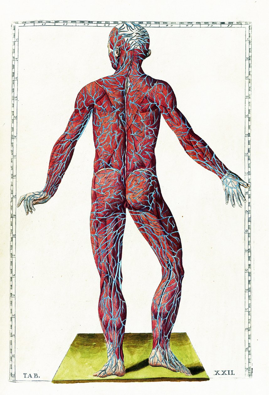 Tabulae anatomicae autorstwa Bartolomeo Eustachi