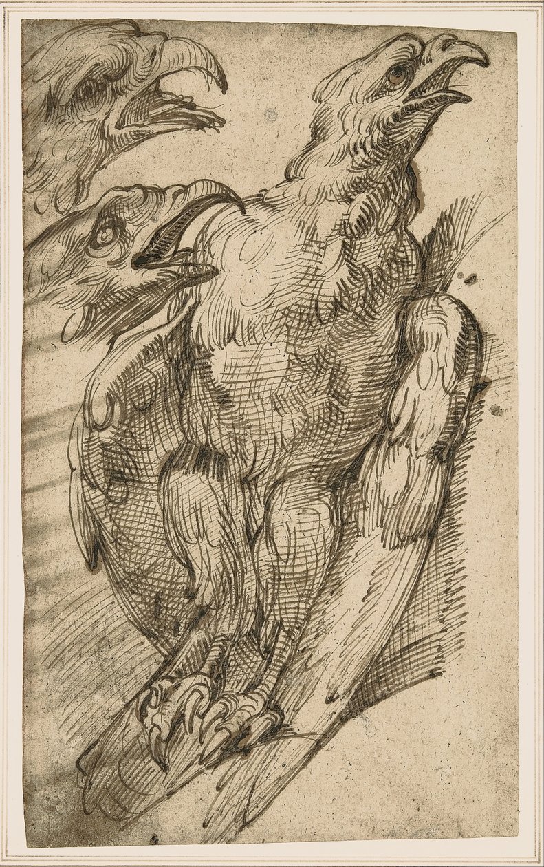 Studium orła autorstwa Bartolomeo Passarotti