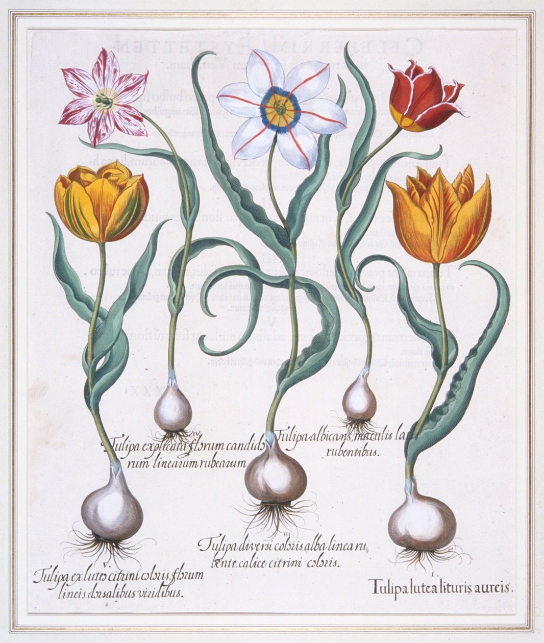 Tulipa Lutea Lituris Aureis, Połamany żółty tulipan typu sylvestris, 1613. autorstwa Basil Besler