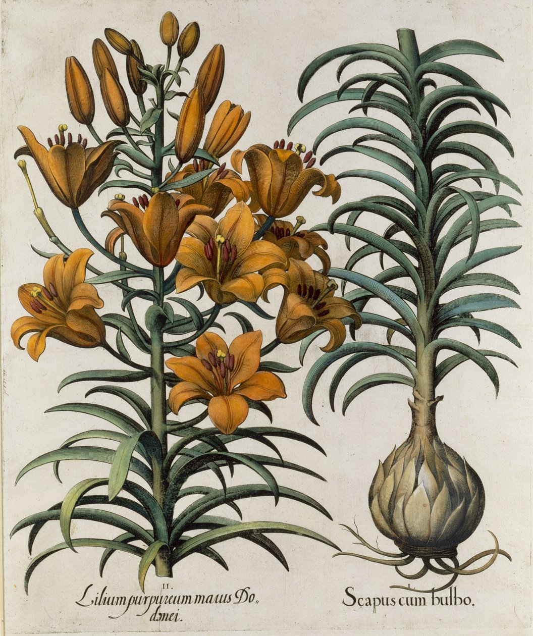 Lilium purpureum mauis Do danei i Scapus cum bulbo wyryte przez Szkołę Niemiecką, 1713 autorstwa Basilius Besler