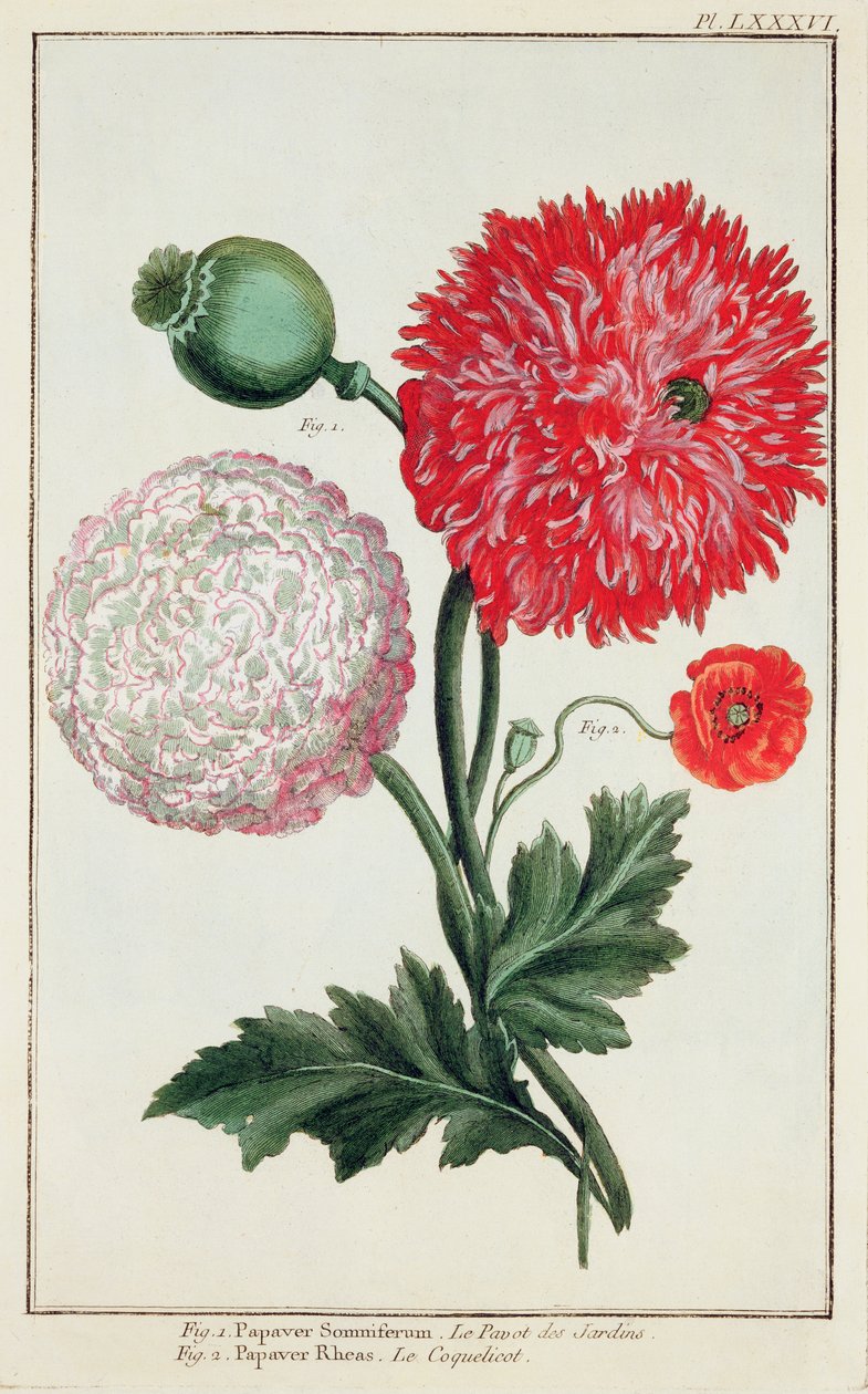 Papaver somniferum i Papaver rheas wyryte przez Szkołę Niemiecką XVIII wiek autorstwa Basilius Besler
