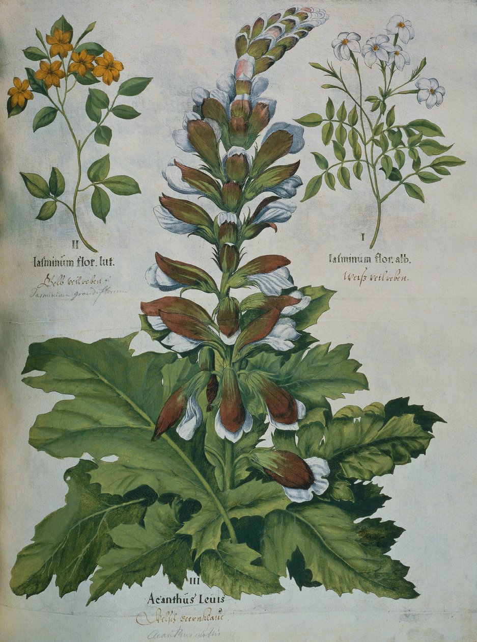 Liść z Hortus Eystettensis Beslera (kolorowy grawerunek) autorstwa Basilius Besler