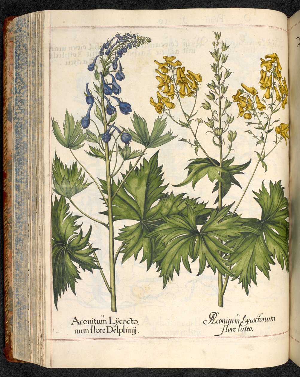 Aconitum lycoctonum (wilcza zguba) z Hortus Eystettensis, Basilius Besler autorstwa Basilius Besler