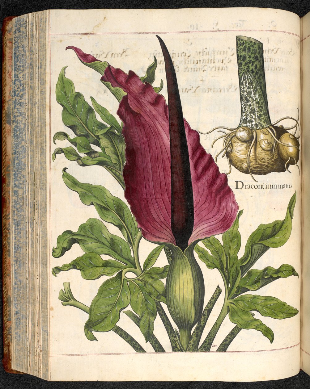 Dracontium Maius, z Hortus Eystettensis, Basilius Besler autorstwa Basilius Besler