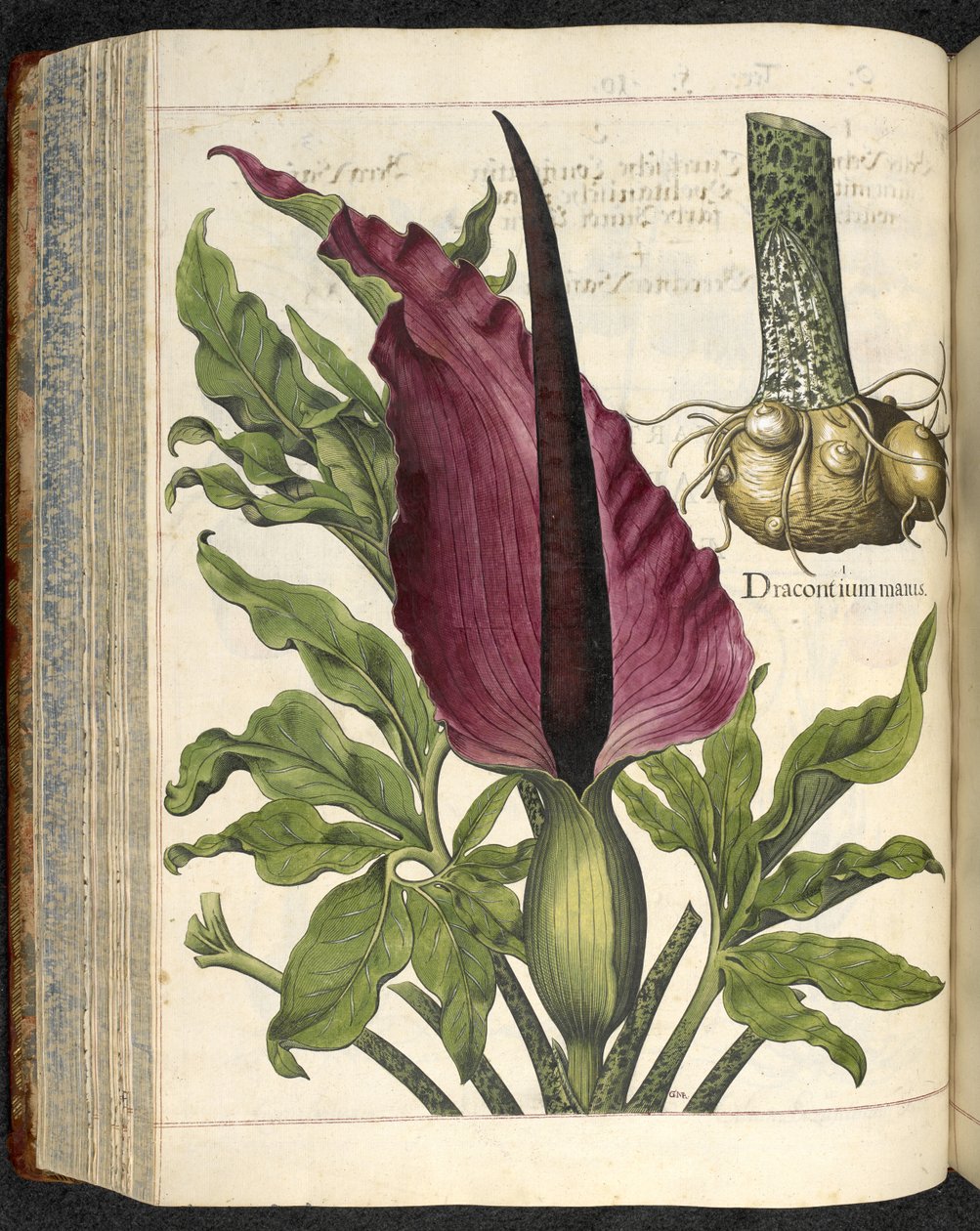 Dracontium Maius, ilustracja z 