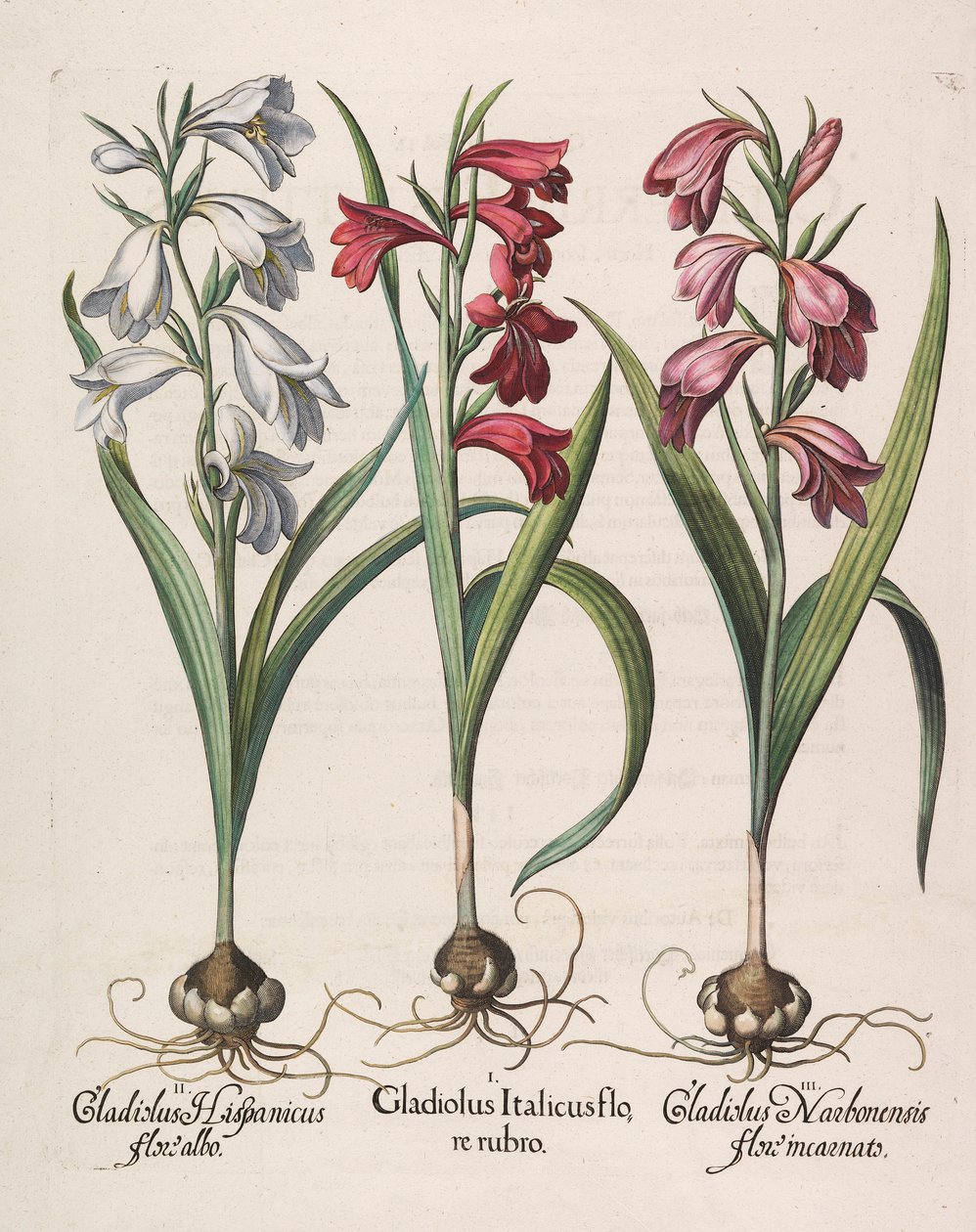 Mieczyk italicus czerwony kwiat, 1613 autorstwa Basilius Besler