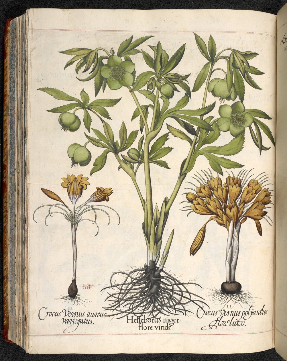 Helleborus niger, Crocus vernus, z Hortus Eystettensis, Basilius Besler autorstwa Basilius Besler
