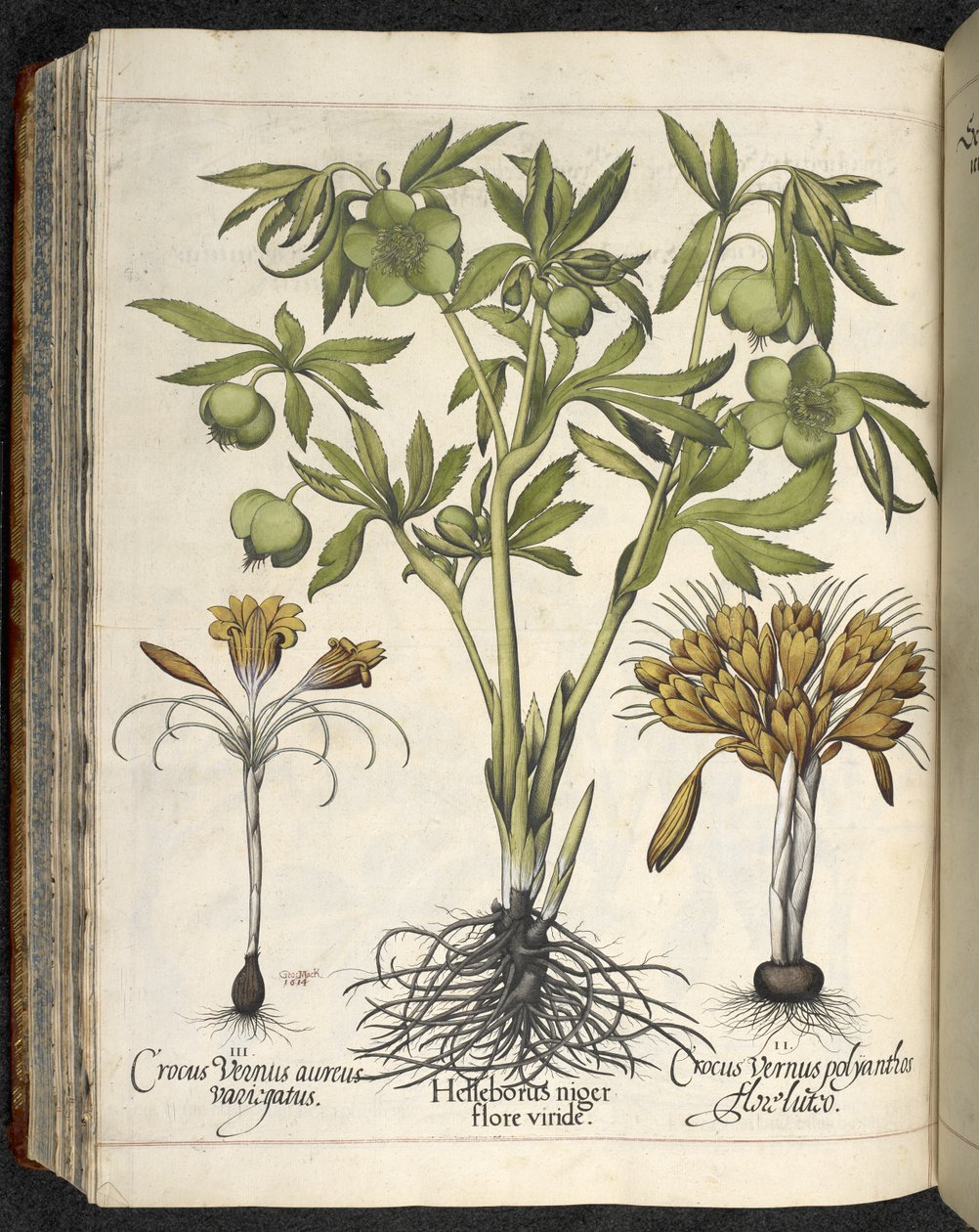 Helleborus niger, ilustracja z 