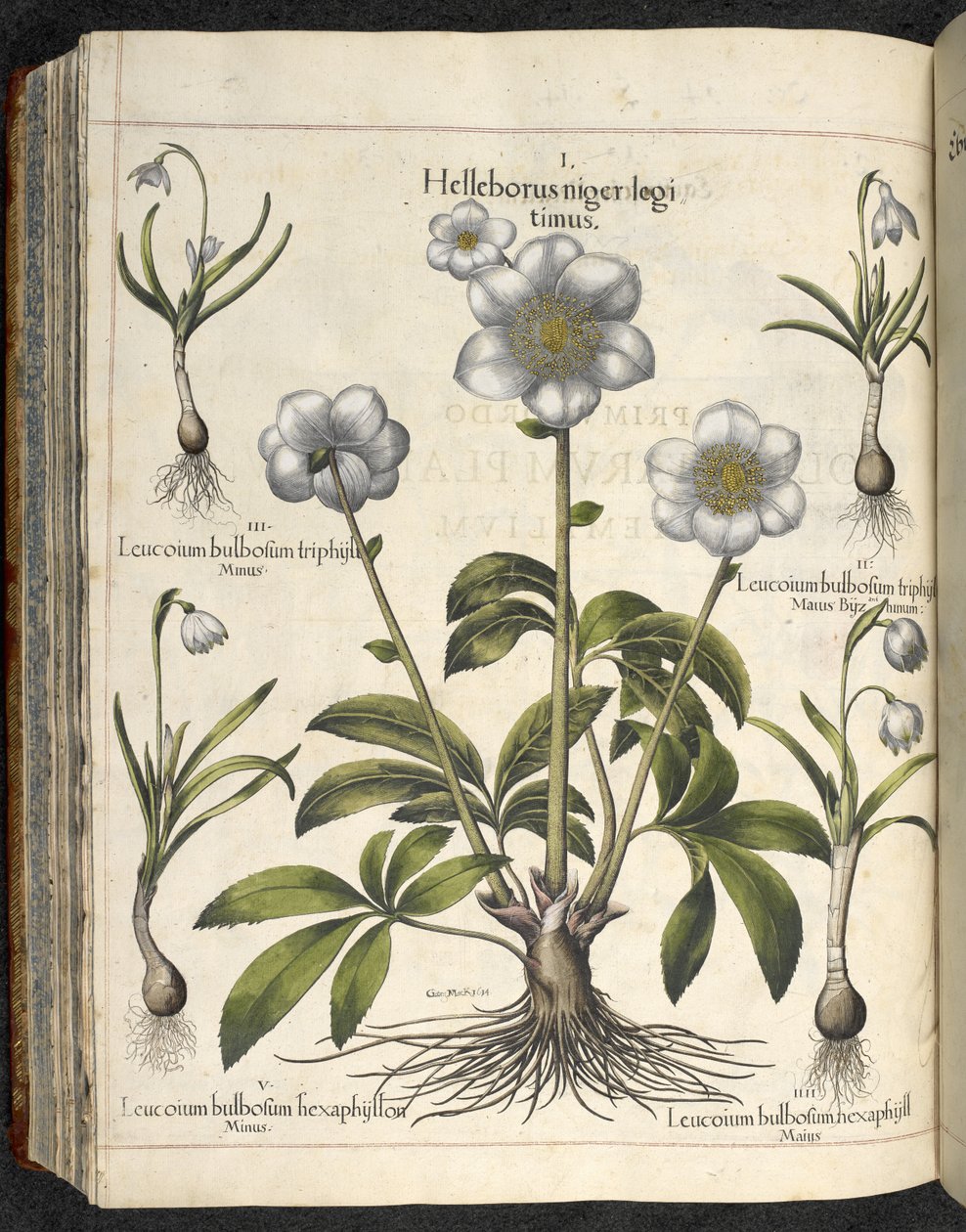 Helleborus niger, ilustracja z 