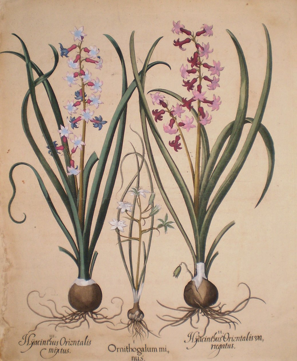 Hyacinthus orientalis mixtus-Ornithogalum minus-Hyacinthus orientalis veriegatus autorstwa Basilius Besler