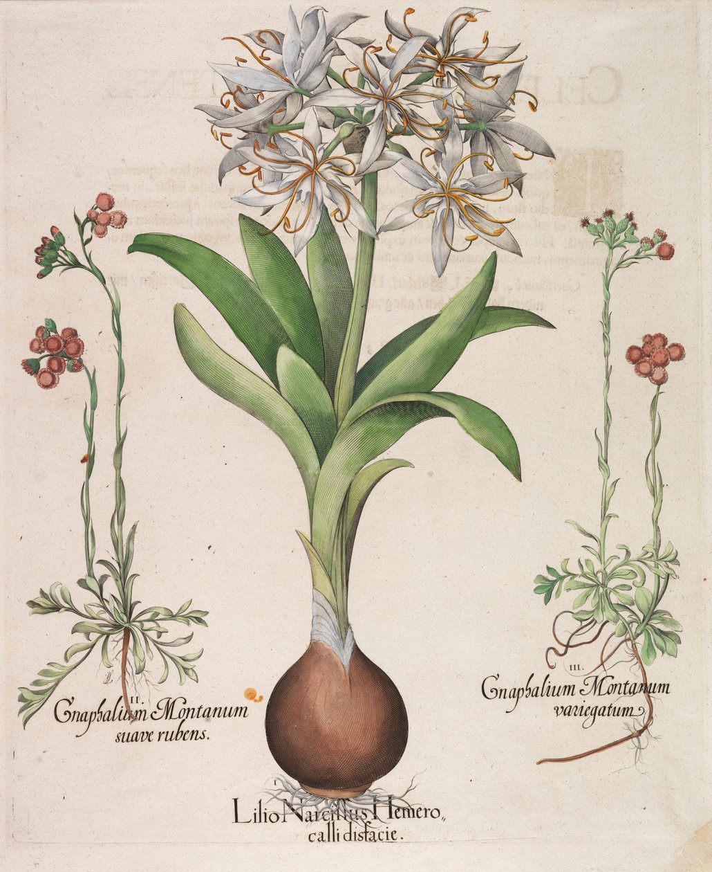 Liliusz Narcyz Hemerocellus, 1613 autorstwa Basilius Besler
