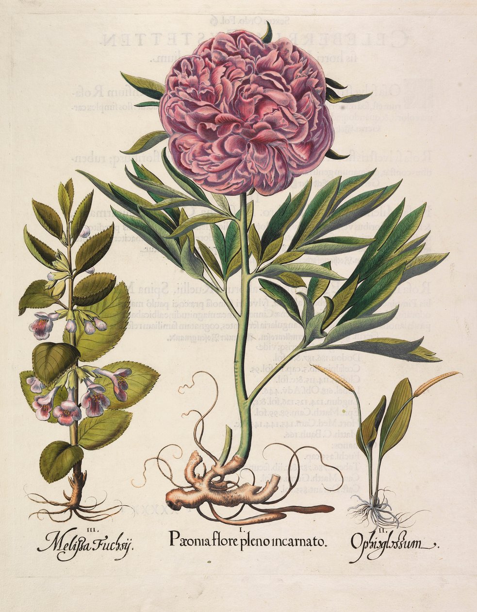 Paeonia w pełnym rozkwicie, 1613 autorstwa Basilius Besler