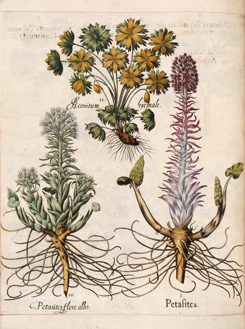 Petasites, z 