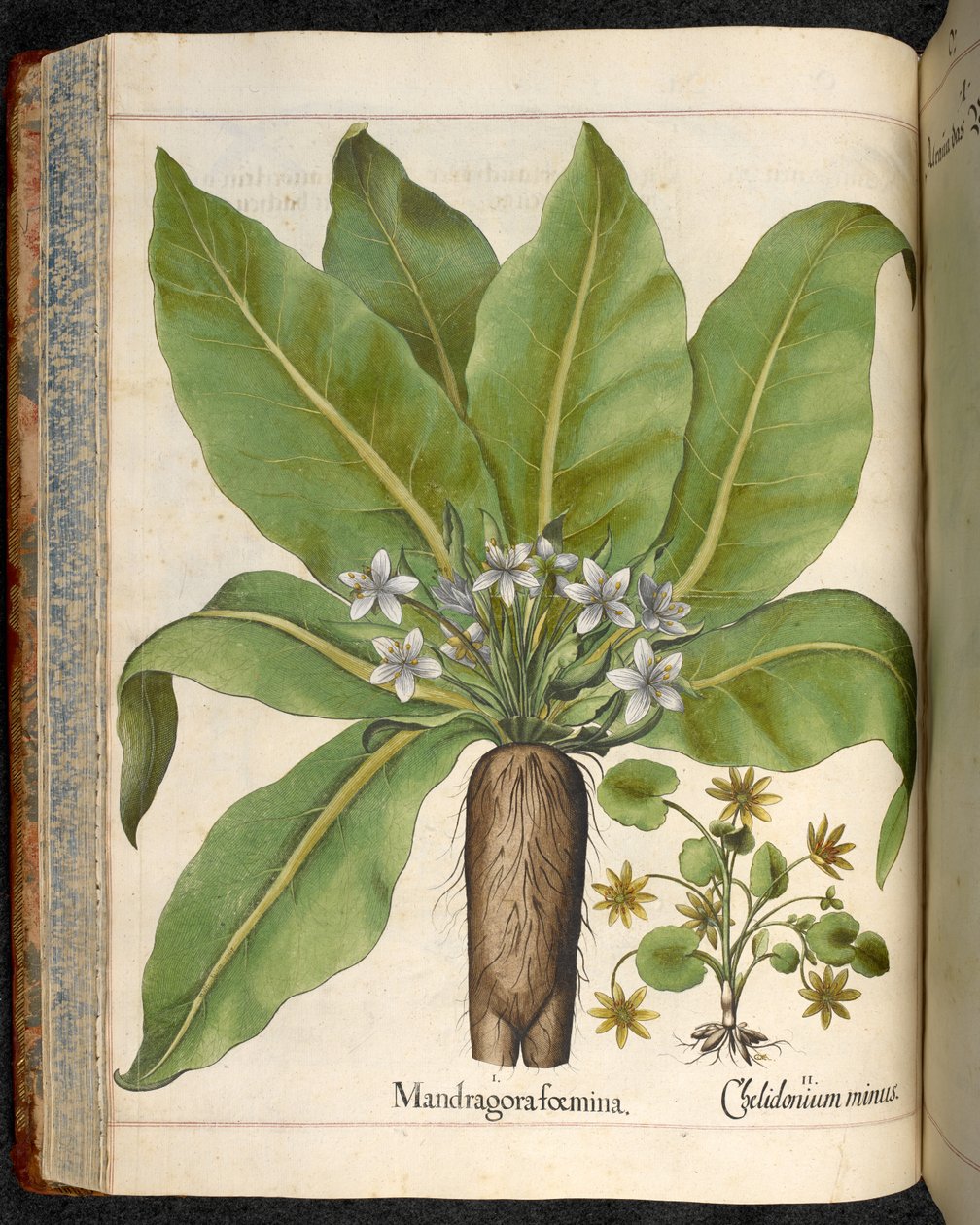 Płyta 29: Mandragora femina (Mandragora), z Hortus Eystettensis, Basilius Besler autorstwa Basilius Besler