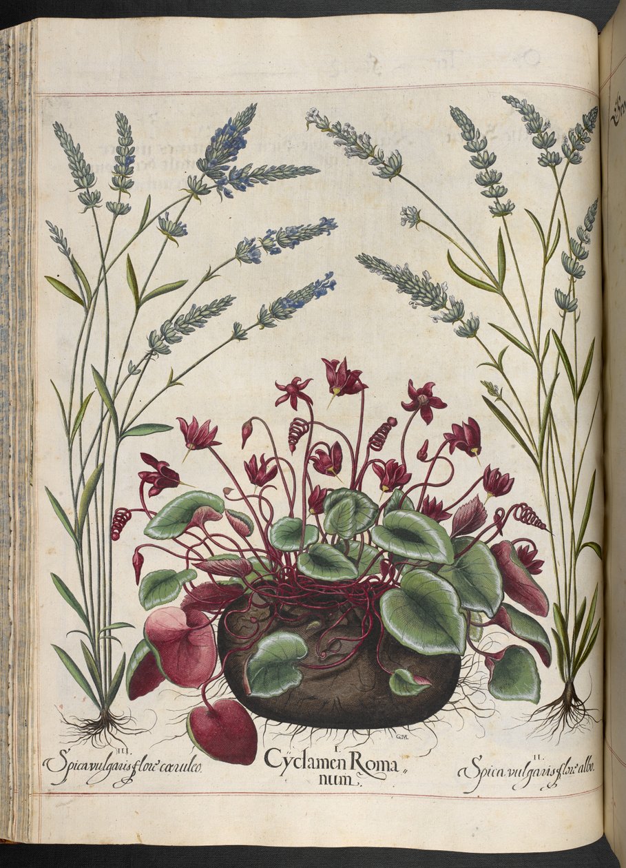 Tablica 347: Cyclamen Romanum, z Hortus Eystettensis — Basilius Besler autorstwa Basilius Besler