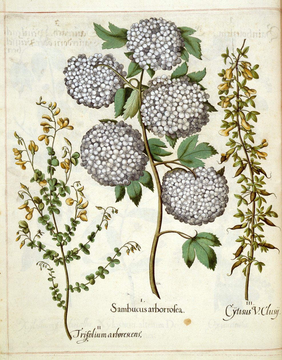 Elder, Trillium i Cytisus, z Hortus Eystettensis autorstwa Basilius Besler