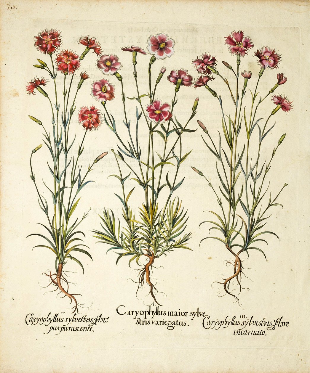 Odmiany Caryophyllus Sylvestris opublikowane w Hortus Eystettensis, 1613 autorstwa Basilius Besler