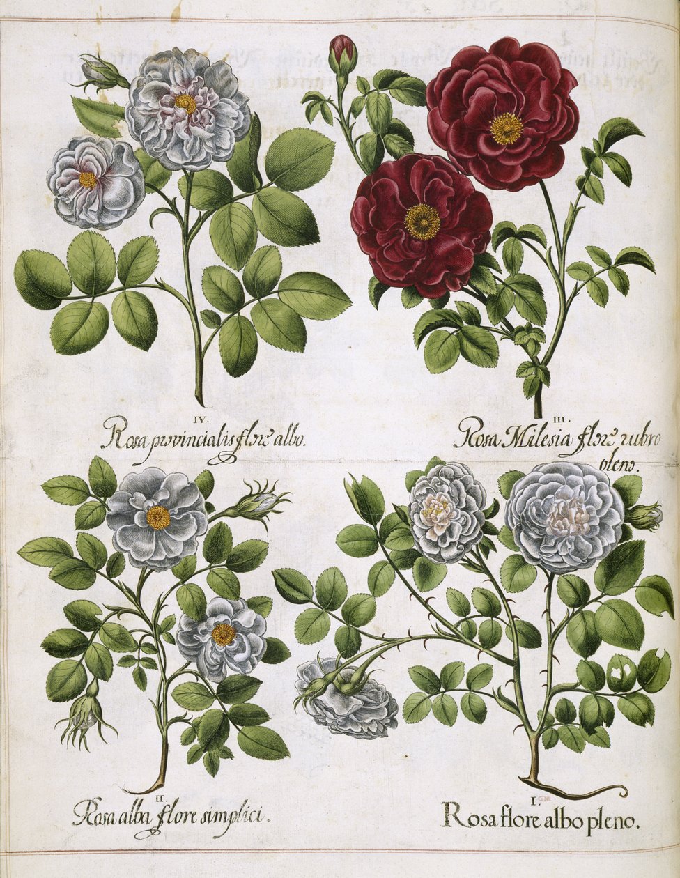 Róża biało-czerwona, z 