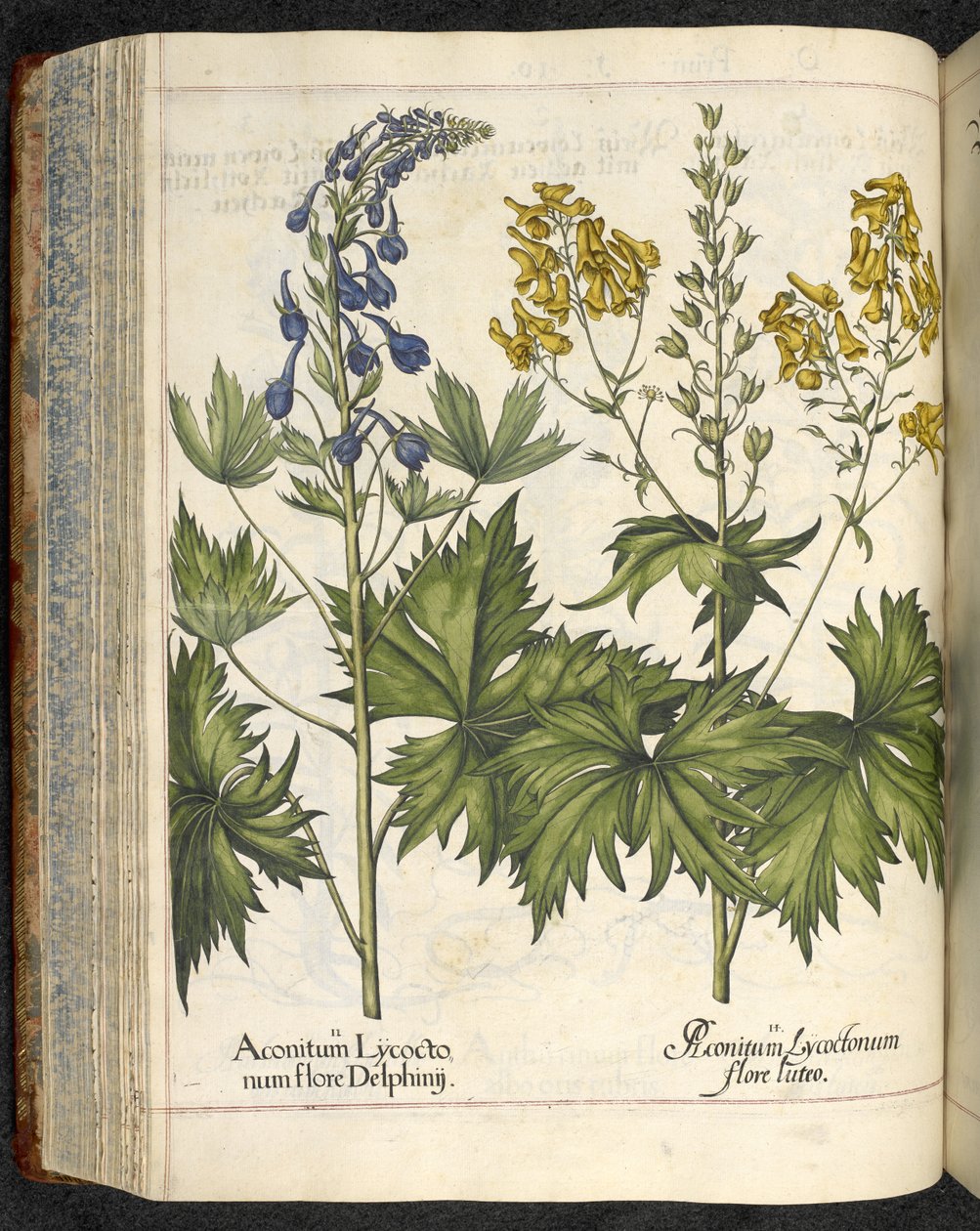 Zmora wilcza, ilustracja z 