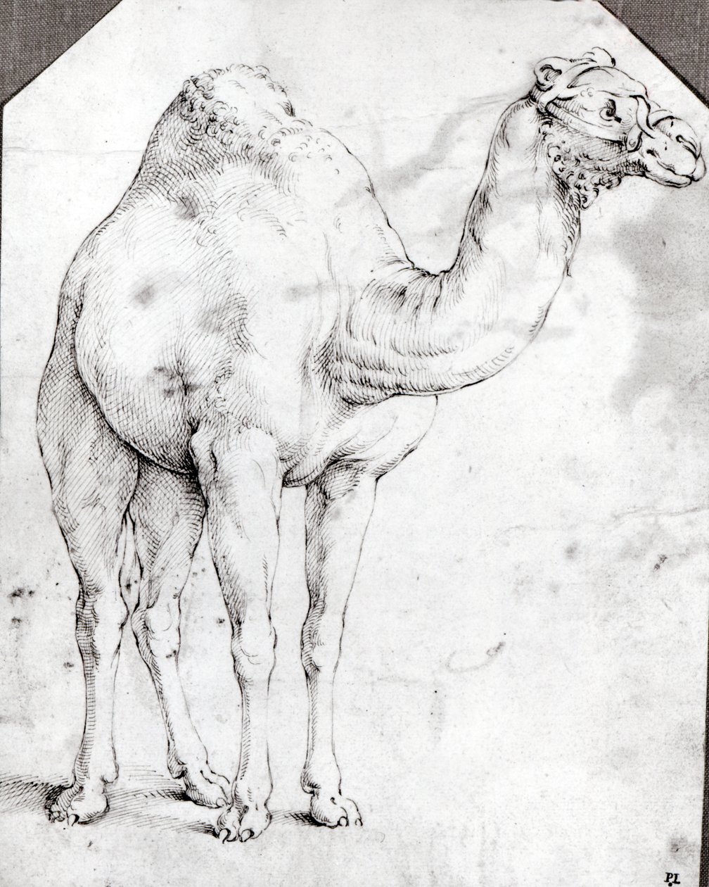 Camel autorstwa Battista Franco
