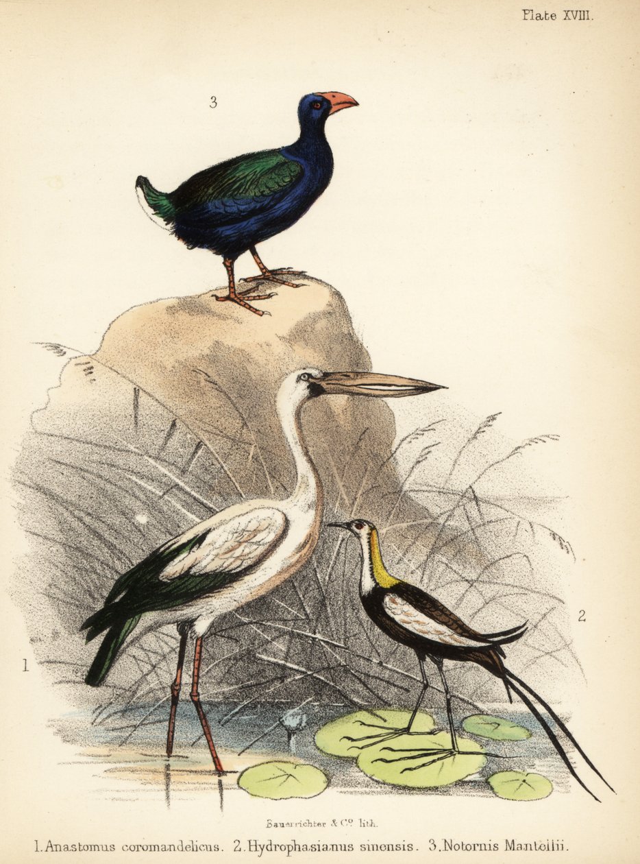 Azjatycka dzioba, jacana z bażantem i takahe. 1855 (litografia) autorstwa Bauerrichter