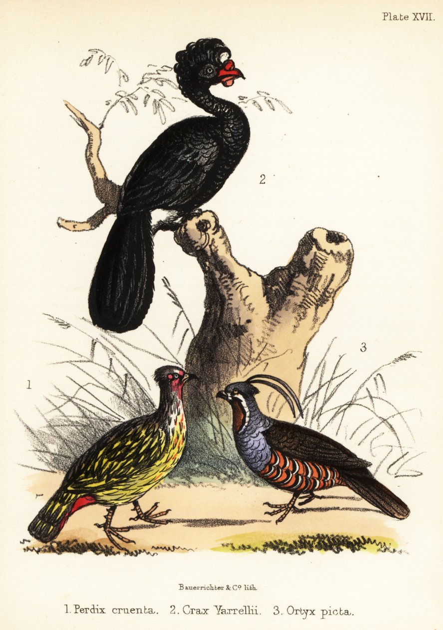 Bażant pospolity, czarniak korali i przepiórka górska. 1855 (litografia) autorstwa Bauerrichter