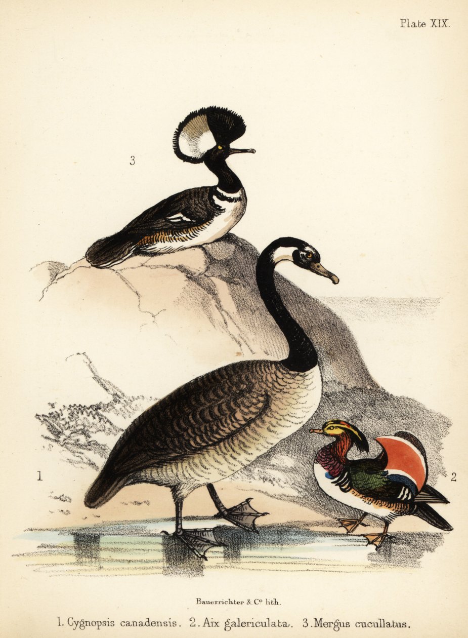 Bernikla kanadyjska, kaczka mandarynka i nurogęś z kapturem. 1855 (litografia) autorstwa Bauerrichter