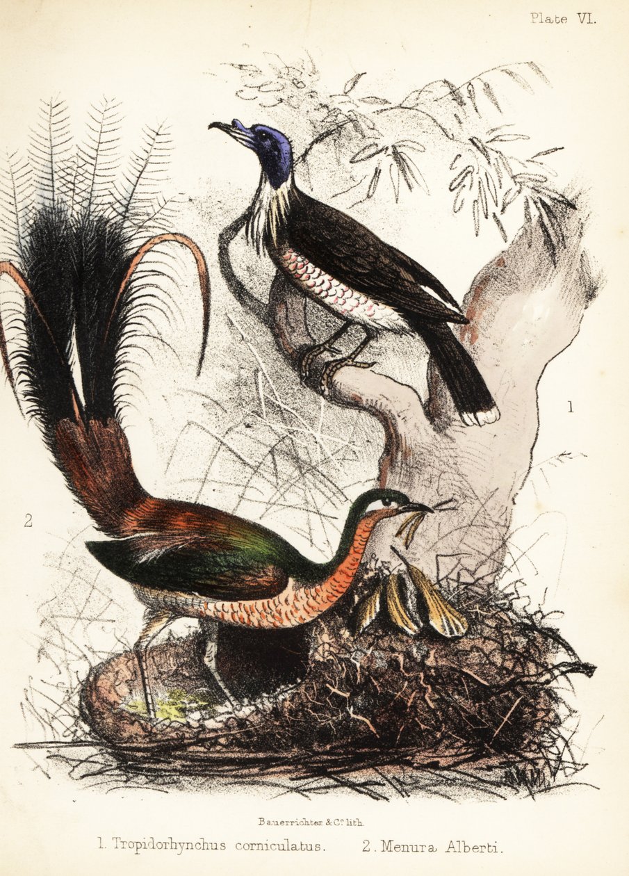 Friarbird i Lyrebird. 1855 (litografia) autorstwa Bauerrichter