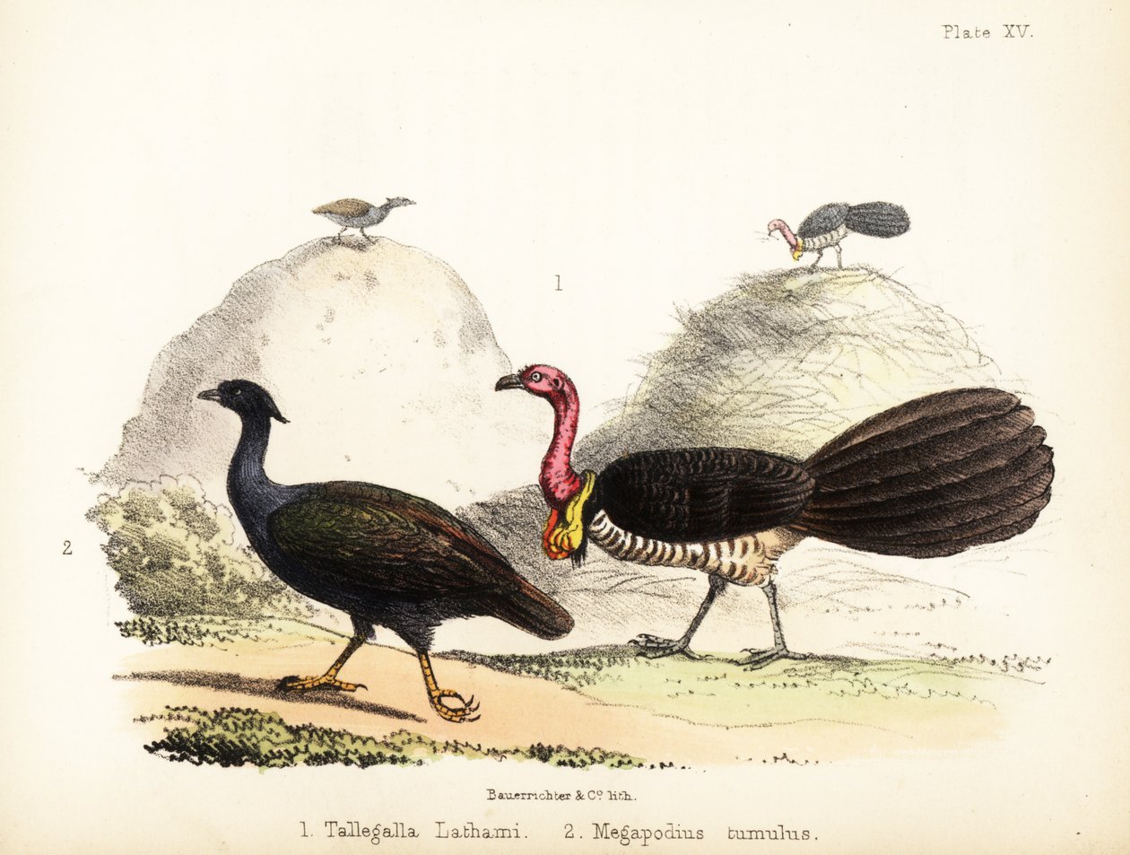 Gweela i zarośla pomarańczowe. 1855 (litografia) autorstwa Bauerrichter
