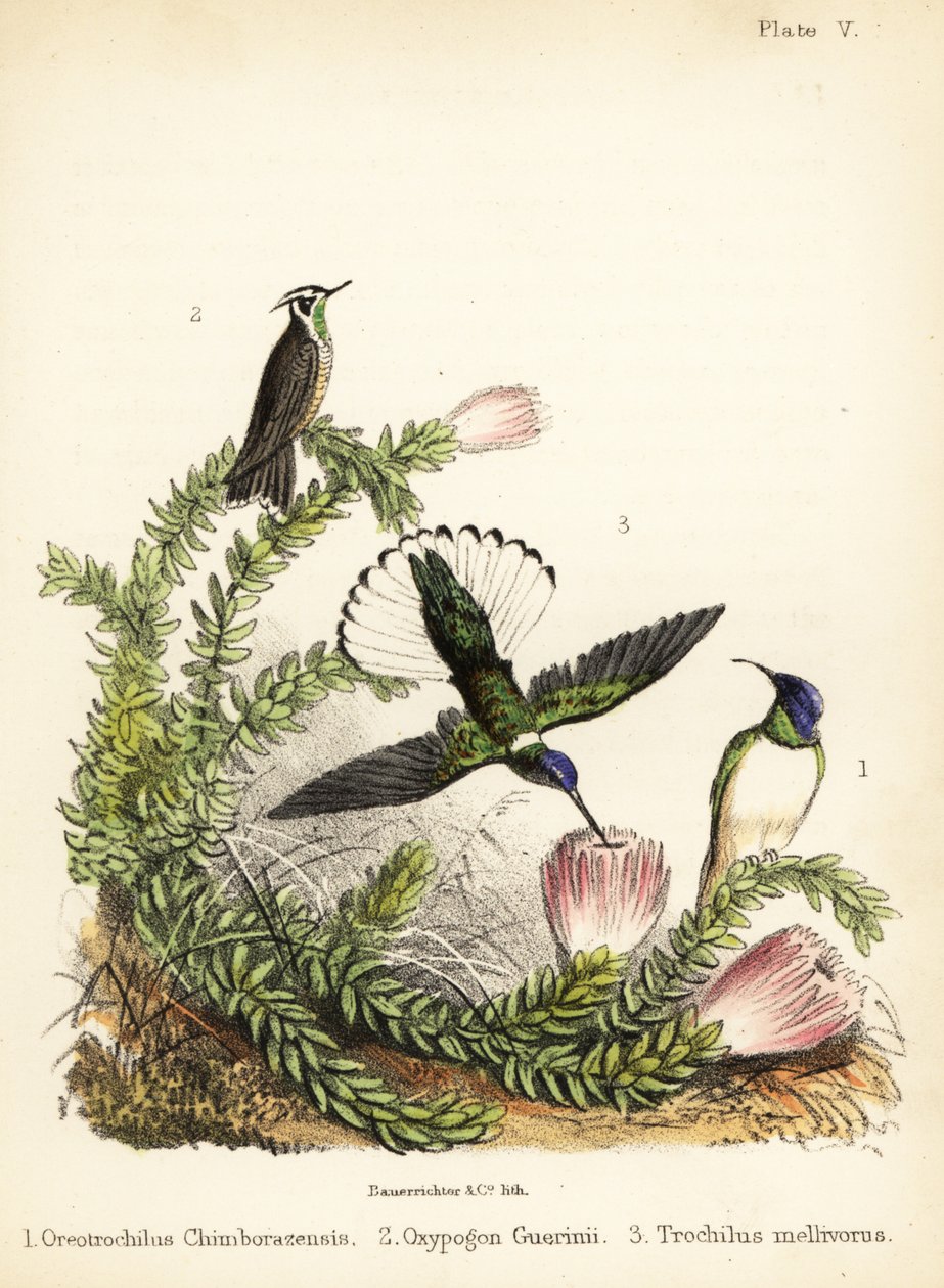 Gatunki kolibrów. 1855 (litografia) autorstwa Bauerrichter
