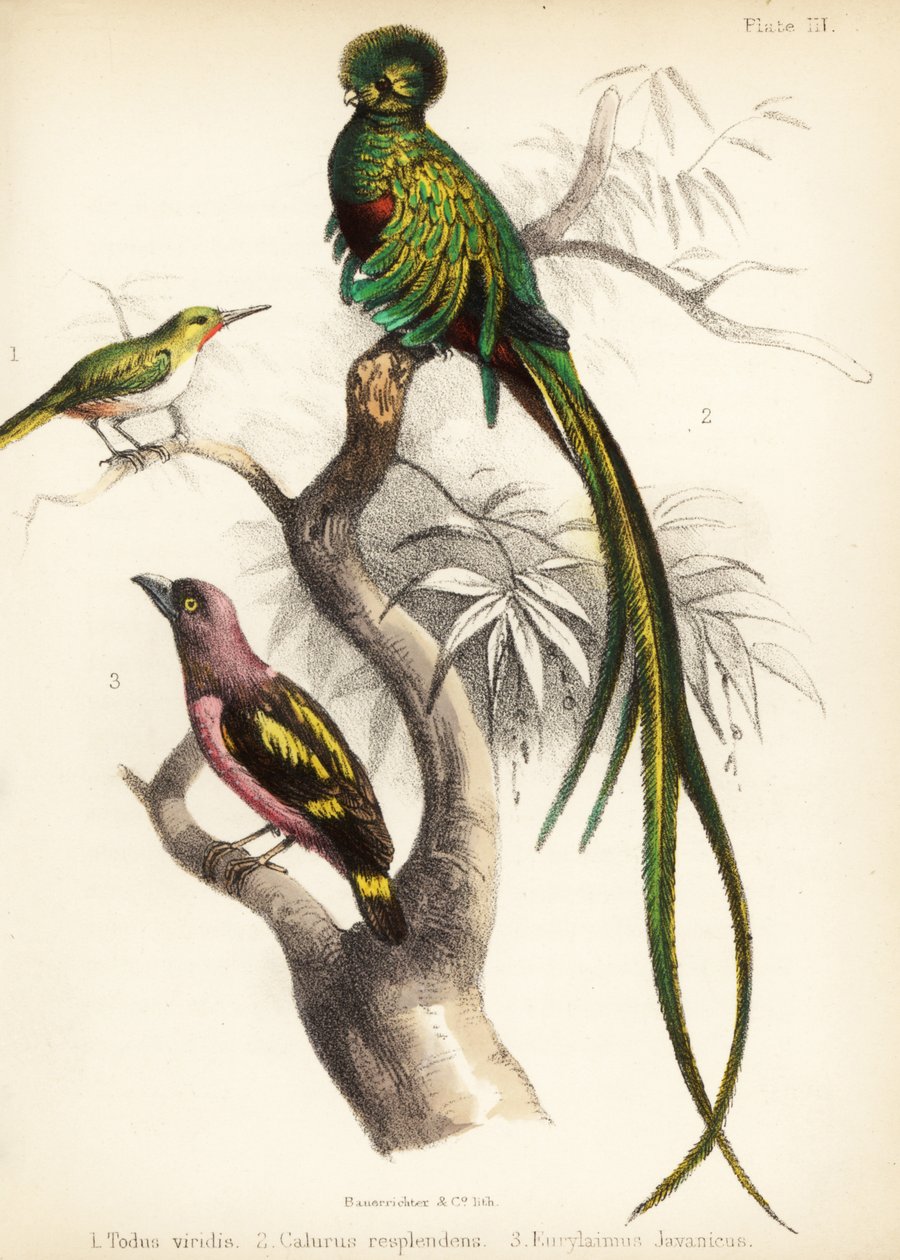 Tody jamajskie, olśniewający kwezal i szerokodziobak. 1855 (litografia) autorstwa Bauerrichter