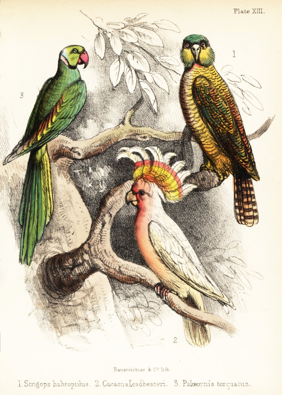 Kakapo, kakadu majora Mitchella i aleksandretta. 1855 (litografia) autorstwa Bauerrichter