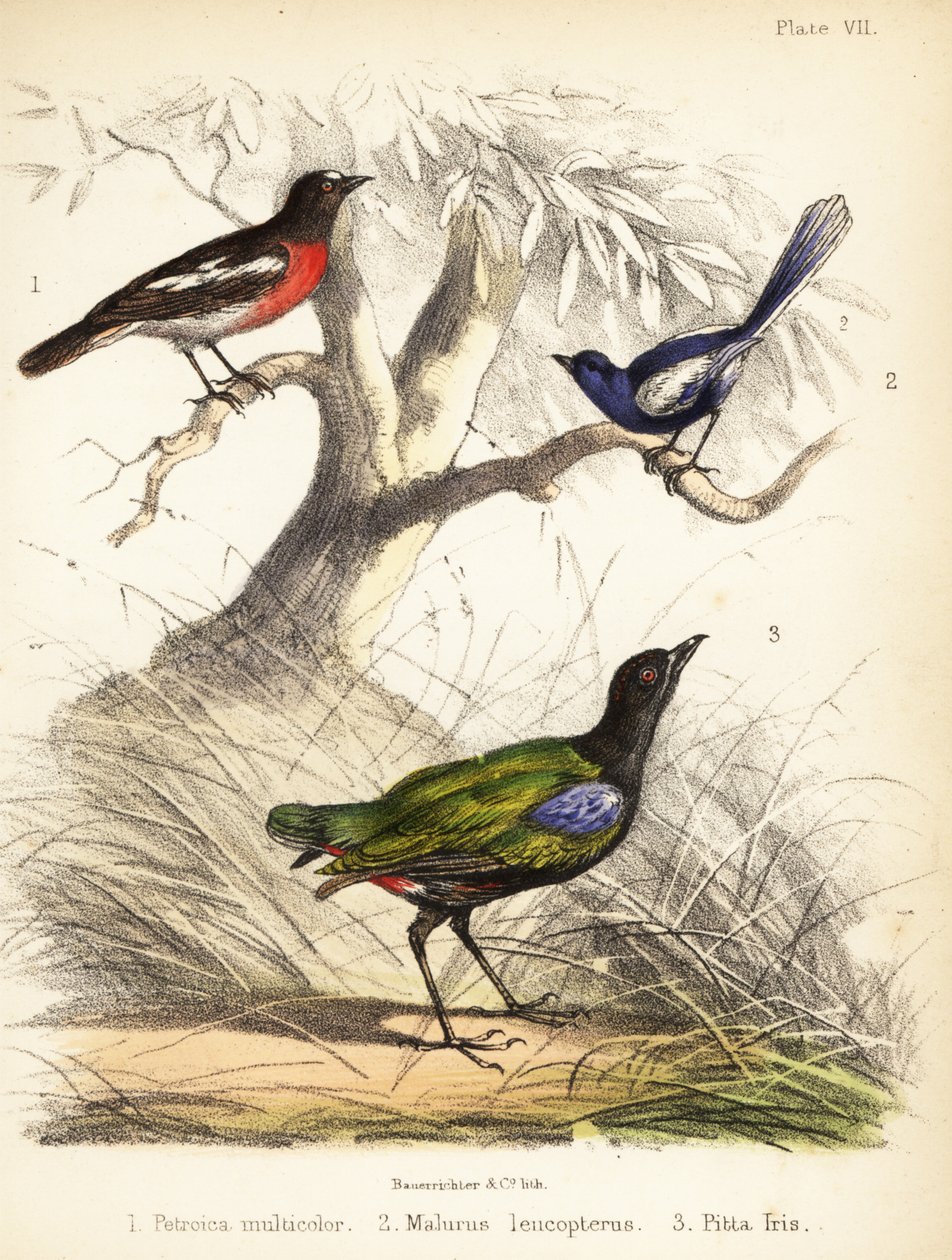 Pacyficzny rudzik, białoskrzydła wróżka i tęczowa pitta. 1855 (litografia) autorstwa Bauerrichter