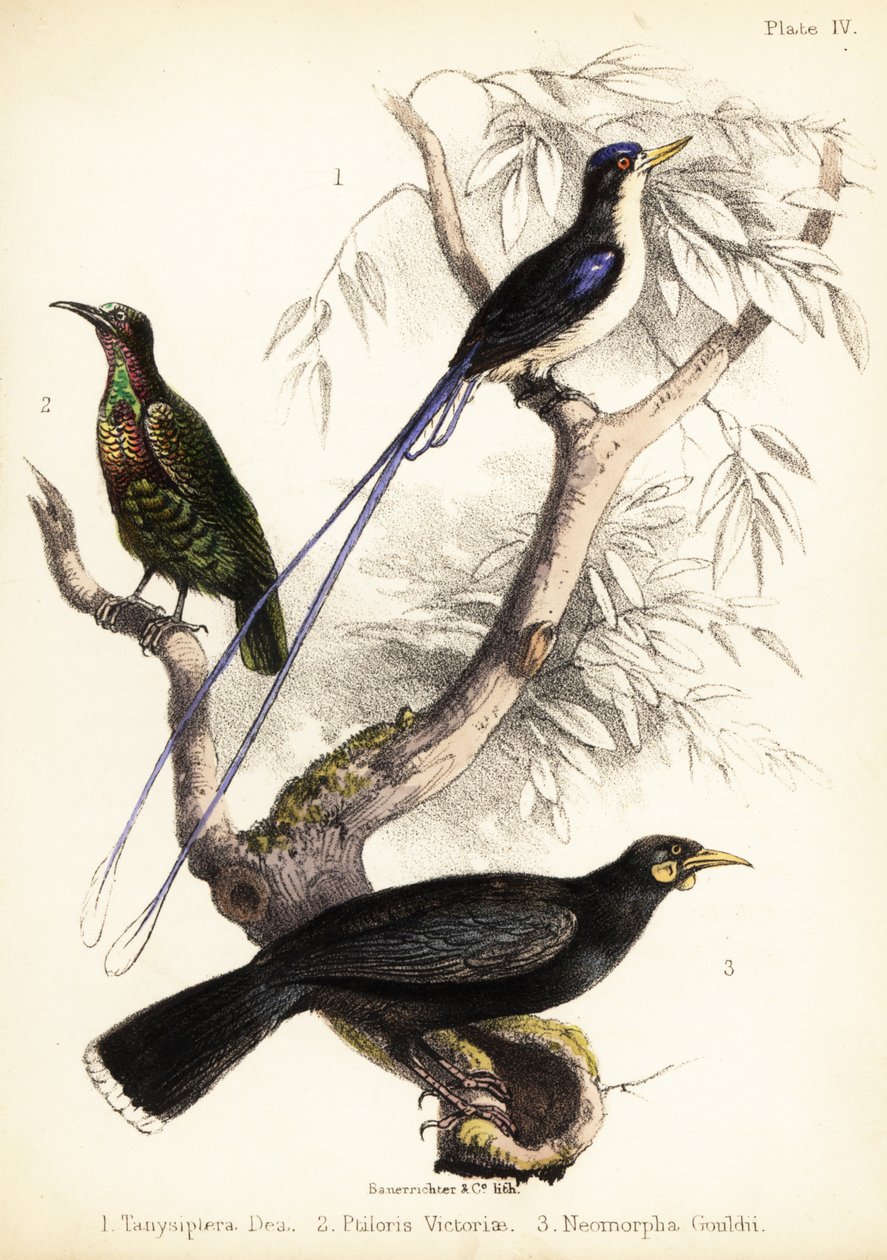 Rajski zimorodek, strzelec Victorii i wymarły huia. 1855 (litografia) autorstwa Bauerrichter