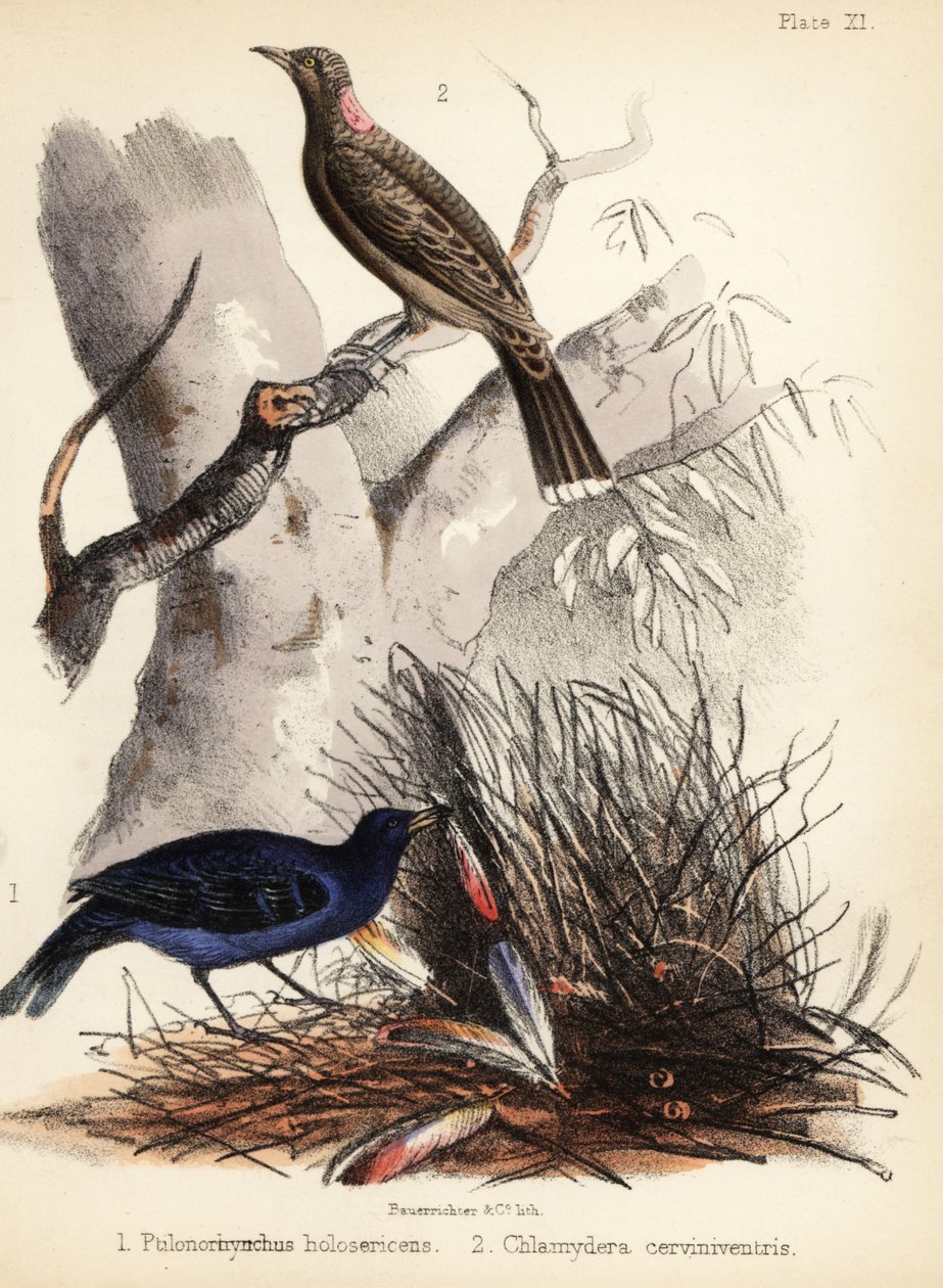 Altany satynowe i płowopierśne. 1855 (litografia) autorstwa Bauerrichter