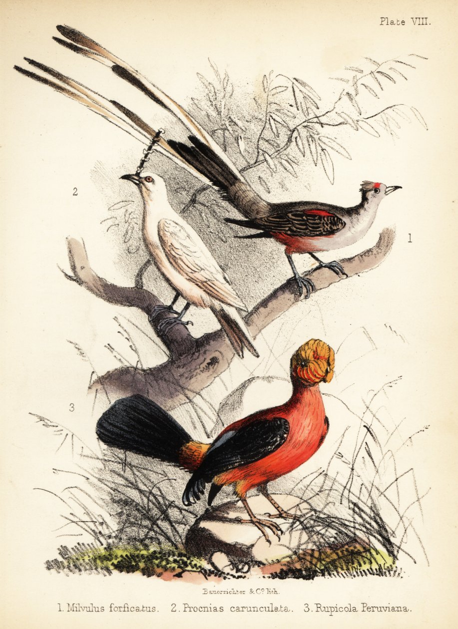 Muchołówka nożycowa, biały dzwonek i kogut andyjski 1855 (litografia) autorstwa Bauerrichter