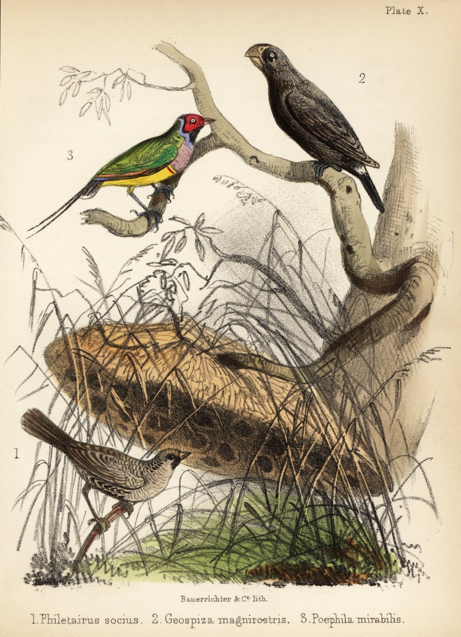 Towarzyski tkacz, zięba pospolita i zięba gouldiańska. 1855 (litografia) autorstwa Bauerrichter