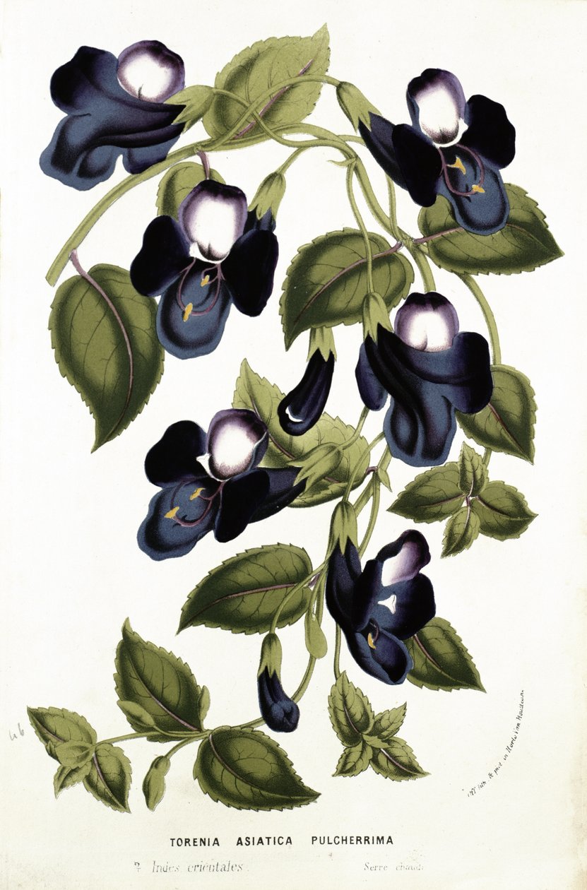 Torenia Asiatica pulcherrima, z „Horto Van Houtteano” Louisa van Houtte (1810-76) c.1860 (chromolitho) autorstwa Belgian School