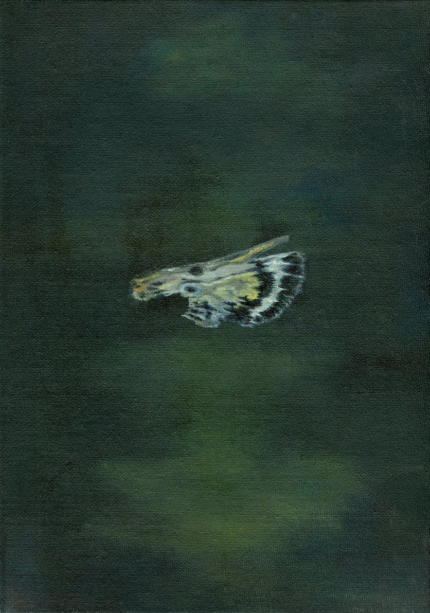 Skrzydło ćmy, 2014, autorstwa Bella Larsson