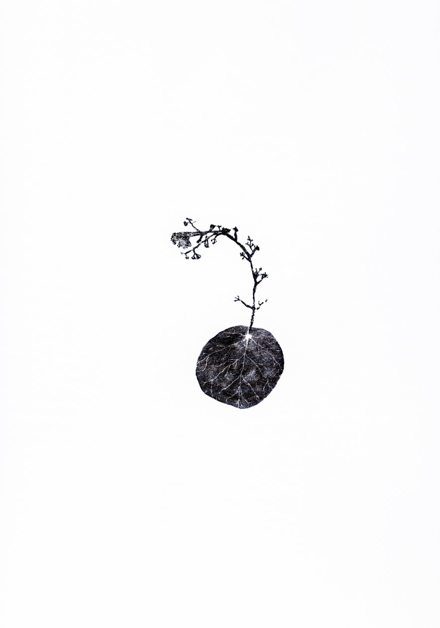 Holownik, 2014 (drewno na papierze) autorstwa Bella Larsson