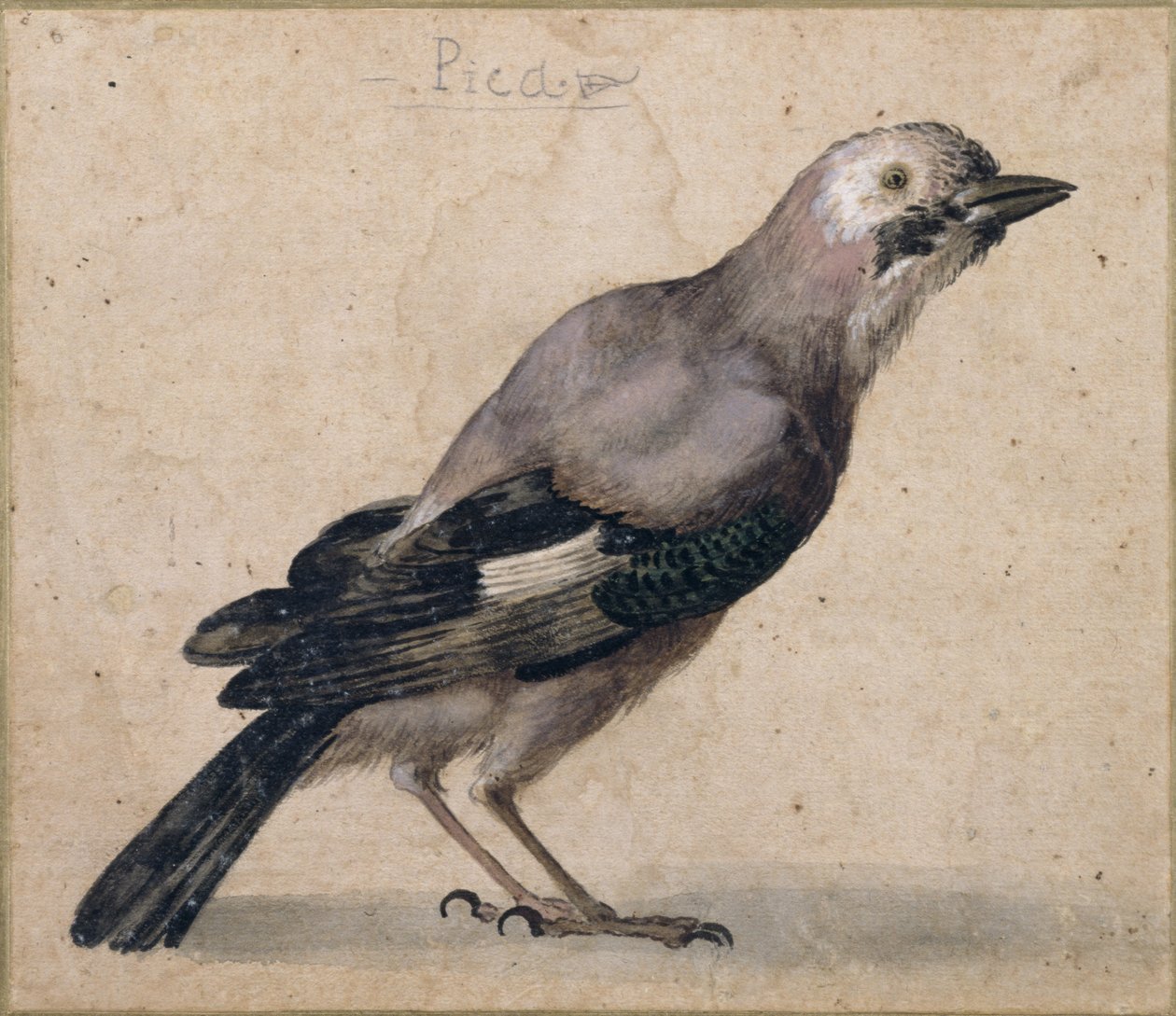 A Jay autorstwa Benedetto Luti