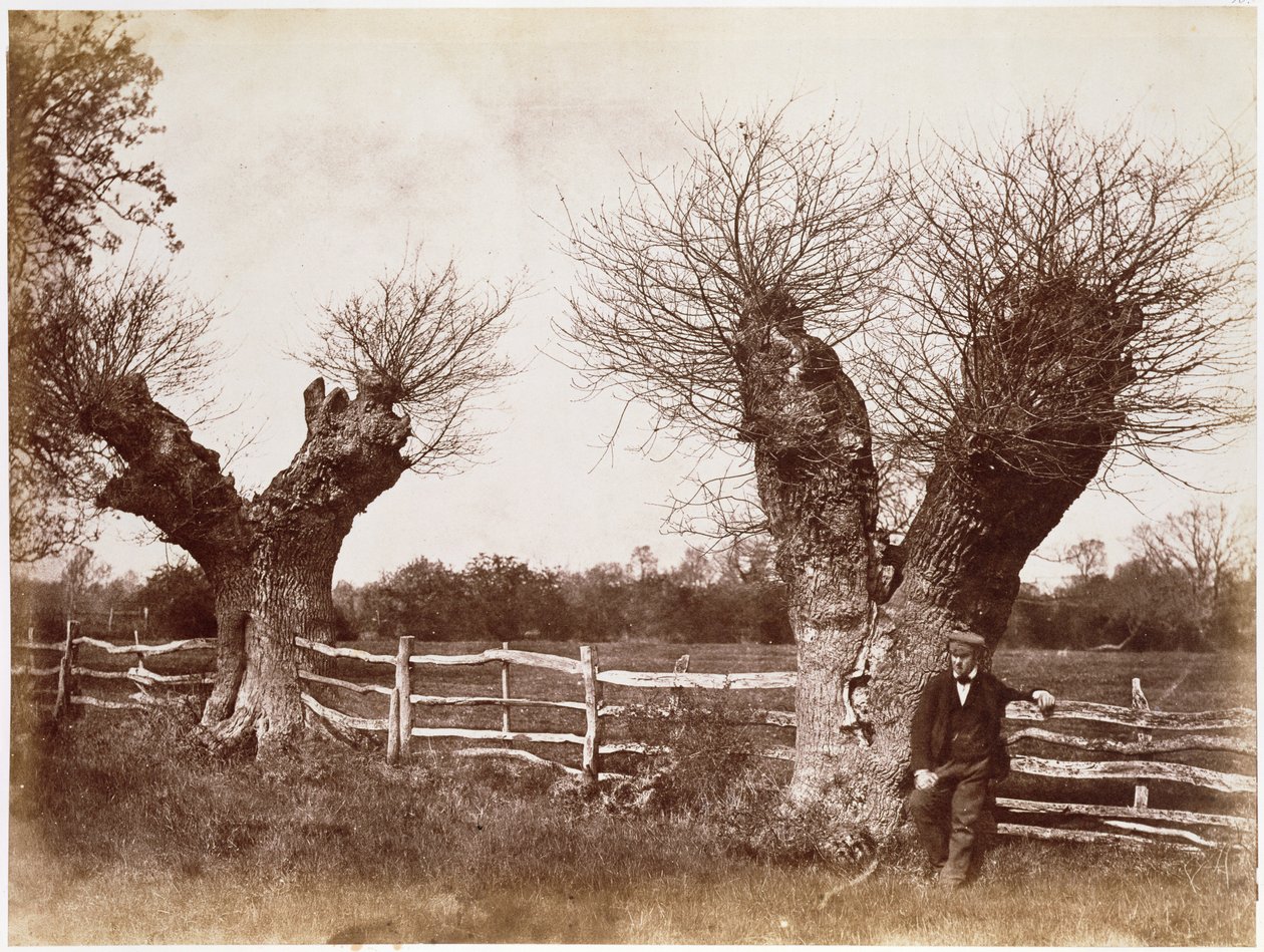 Drzewo na żywopłocie, 1852 (odbitka albuminowa) autorstwa Benjamin Brecknell Turner