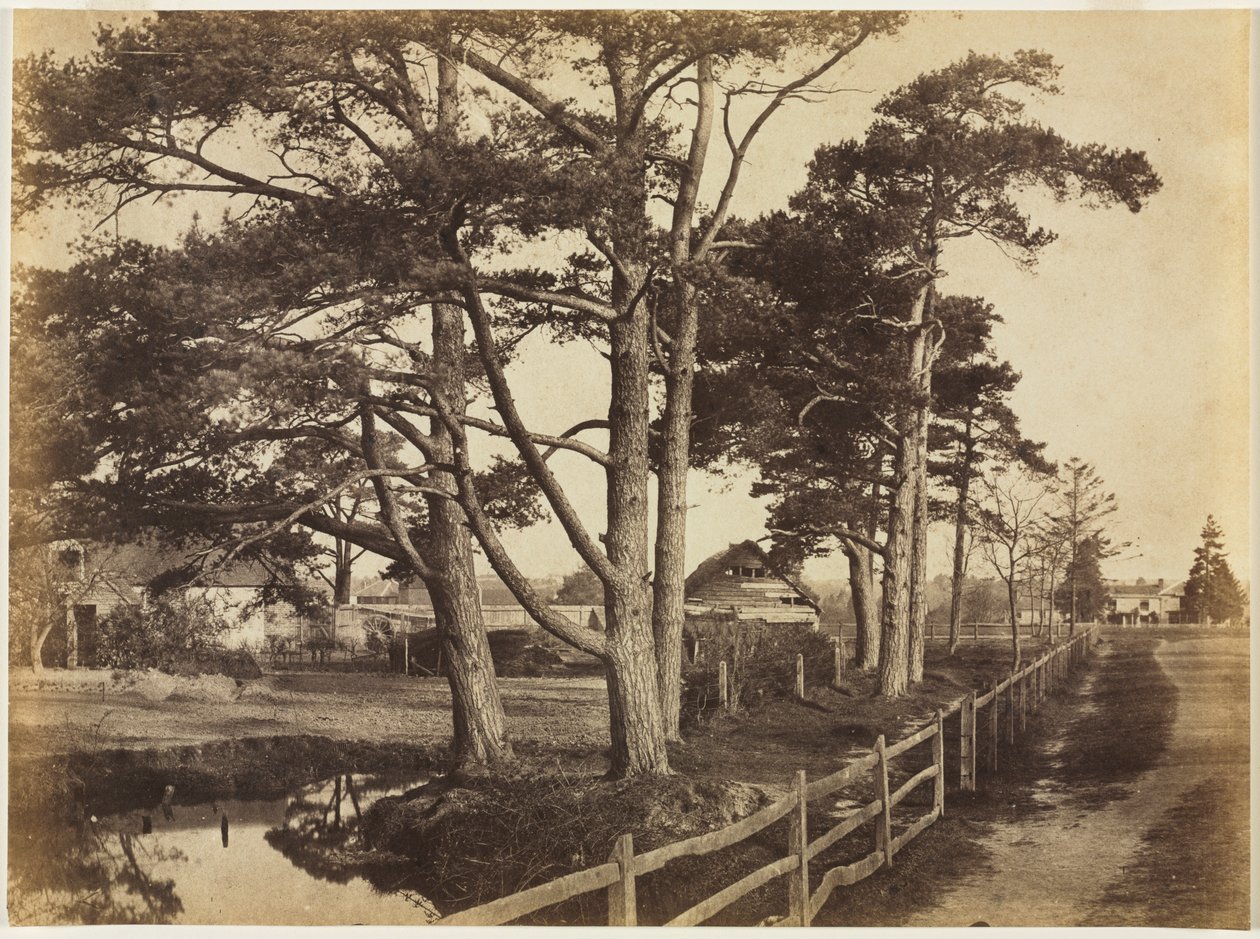 szkockie jodły, Hawkhurst autorstwa Benjamin Brecknell Turner
