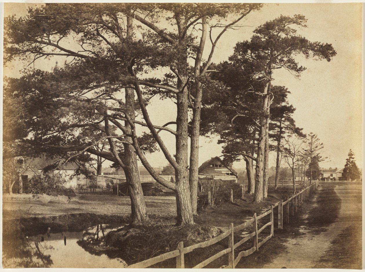 Scotch Jodły, Hawkhurst, 1853. autorstwa Benjamin Brecknell Turner